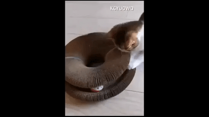 Rascador Mágico para Gato - Kitty Kurlz™ 2 x 1